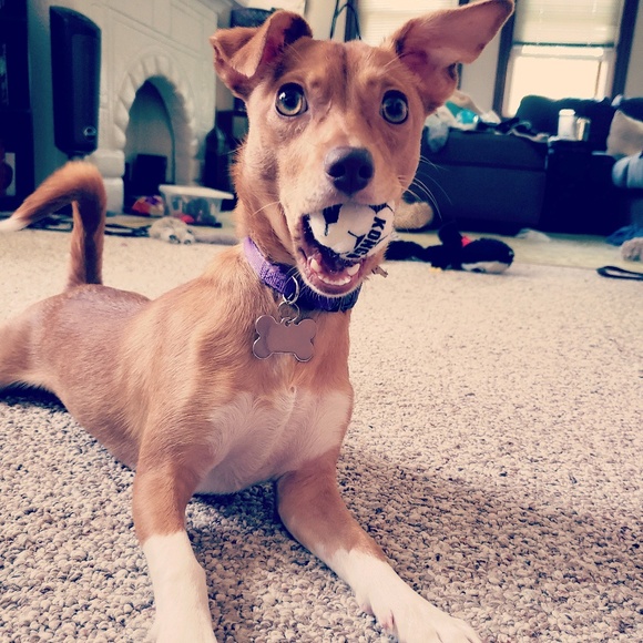 Meet your Posher, Jessica - Picture 1 of 1